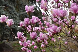 Magnolie - królowe ogrodów i skwerów 