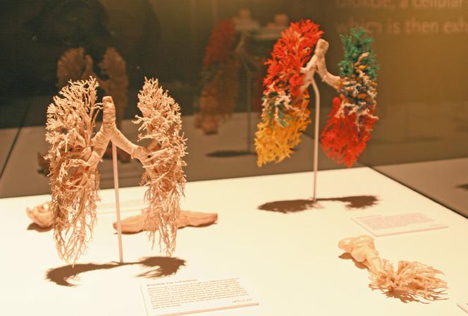 Poznaj ciało w szczegółach