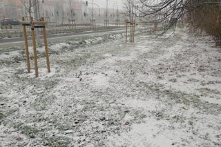 Zima w Poznaniu. Pierwszy śnieg spadł w Wielkopolsce