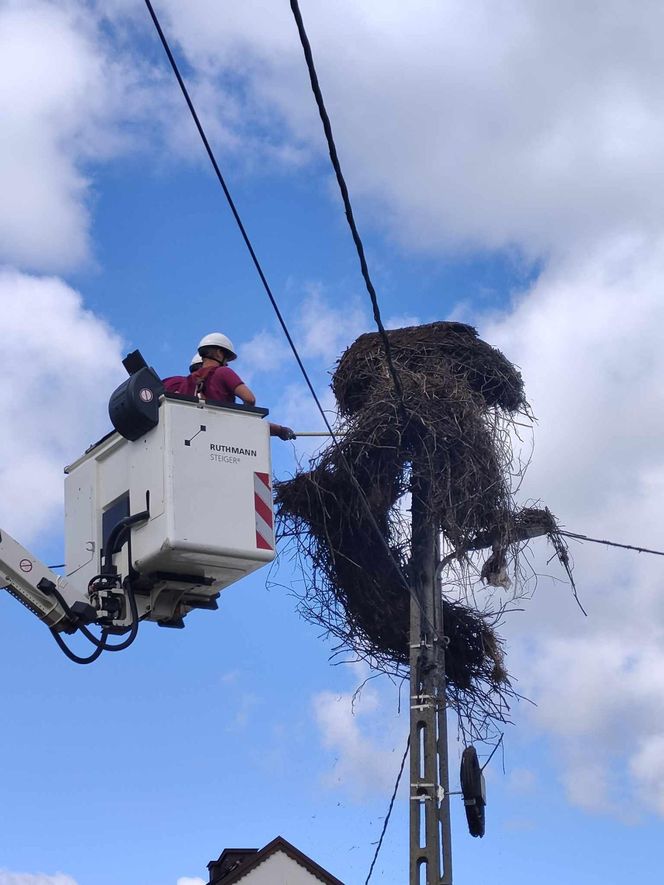 Deszcz uszkodził dom bocianiej rodziny w Krutyni