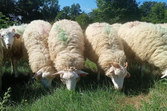 Owce na stałe zamieszkają na Zamku w Janowcu 
