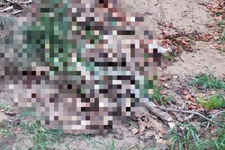 Makabryczne odkrycia przy budowie A2 na Mazowszu. Niewytłumaczalna fala zabójstw