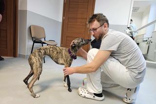 Zola uścisnęła łapę specjalistom, którzy wykonali jej protezę