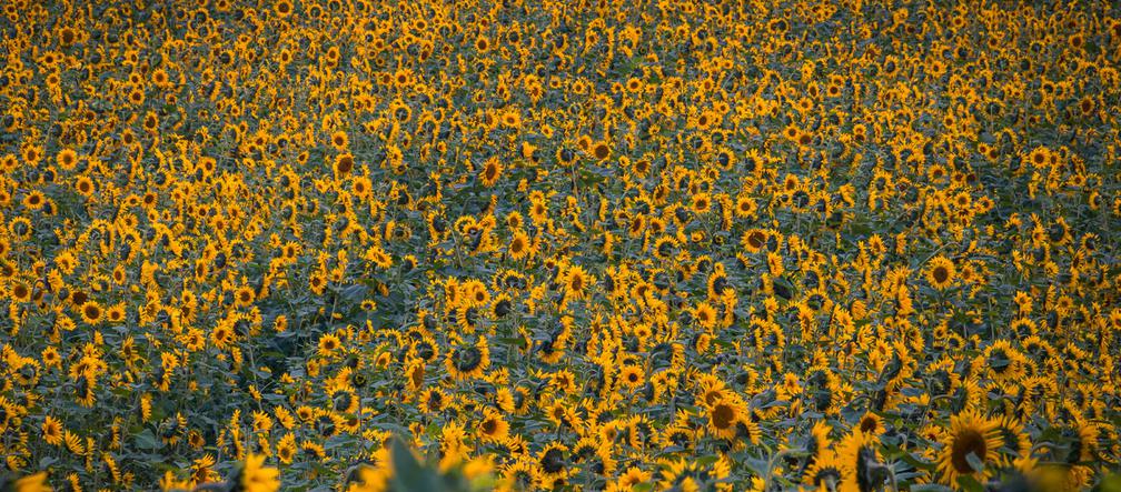 To pole słoneczników tak zakwitło w październiku