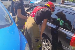 Turyści zostawili psa w samochodzie