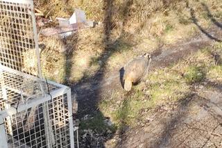 Przerażeni mieszkańcy zadzwonili na służby! W ich domu grasował… borsuk