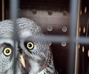 Oto nowi mieszkańcy poznańskiego zoo