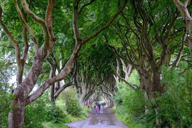 The Dark Hedges w Irlandii Północnej 