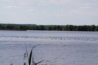 Z Wrocławia na weekend. Stawy Milickie: odwiedź perłę Doliny Baryczy !
