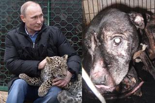 Soczi 2014, Władymir Putin z panterą, psy