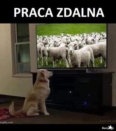 Memy o pracy
