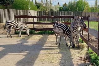 Radosne nowiny z zamojskiego zoo! Na świat przyszły cztery zebry. Energii im nie brakuje! [WIDEO]