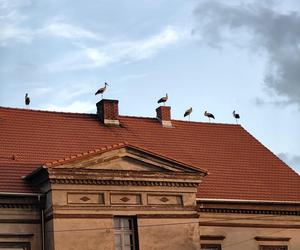 Bociany z Żor już gotowe do drogi. Grupują się, by wspólnie wylecieć do ciepłych krajów