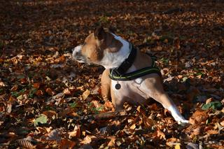 ​Amstaff znów zaatakował. Pies mieszkańca Kościana ugryzł nastolatka i mężczyznę