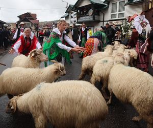 Owce opanowały Szczawnicę. Tak wyglądał redyk jesienny w małopolskim uzdrowisku