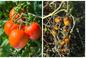 Zaraza ziemniaczana na pomidorach - domowe sposoby zwalczania. Czym i kiedy pryskać? 