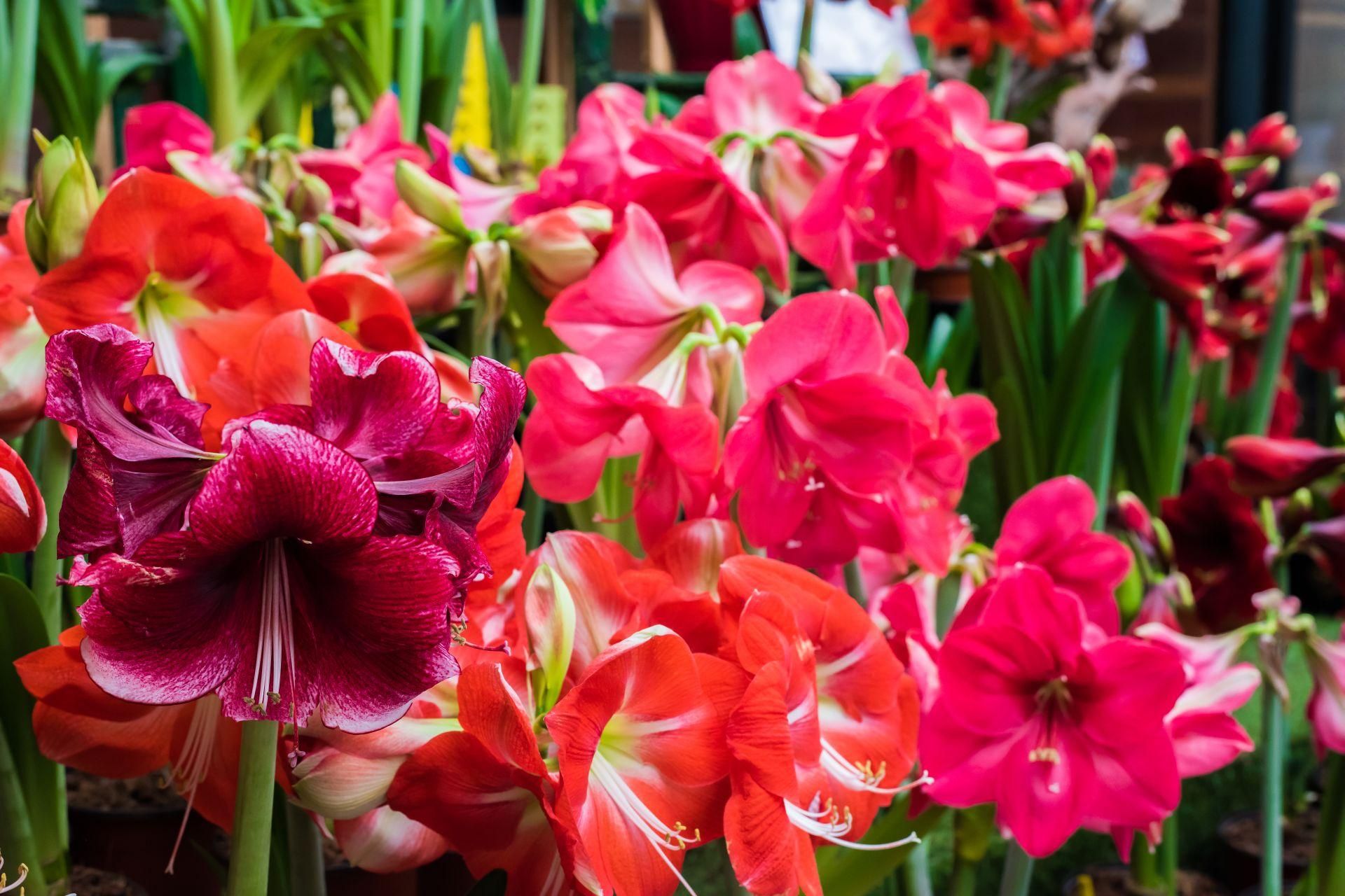 Hippeastrum - zwartnica - uprawa i pielgnacja - murator.pl