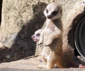 Surykatki w warszawskim ZOO oszalały ze szczęścia! To trzeba zobaczyć!