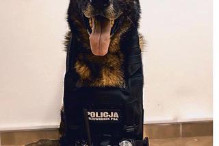 Kazik