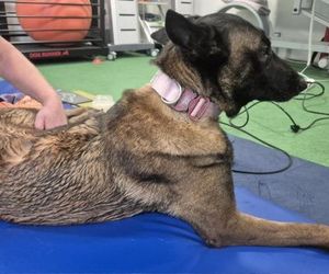 Dafne, bohaterka na czterech łapach. Bolesna diagnoza i trudna walka o zdrowie