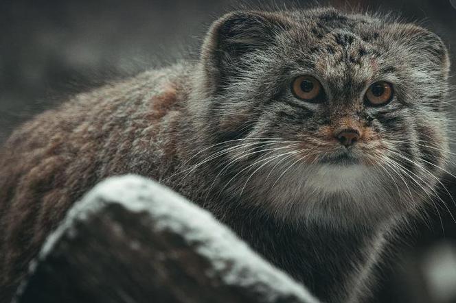 Manul