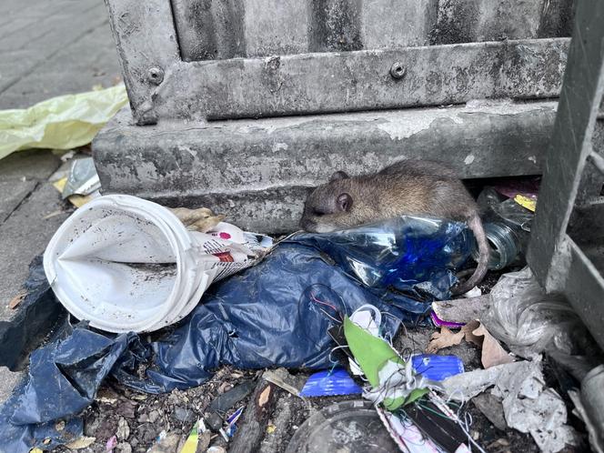 Plaga szczurów w Siemianowicach Śląskich. Miasto prosi mieszkańców o porządek