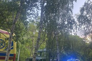 Znaleźli w lesie małe dziecko. Nikt jeszcze nie wiedział, że zaginęło  