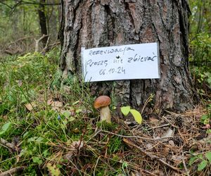 Rezerwacja grzybów w polskich lasach? To nie żart, to rzeczywistość