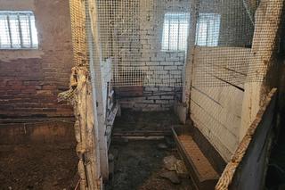 Bandyci ukradli staruszce 10 kur i koguta