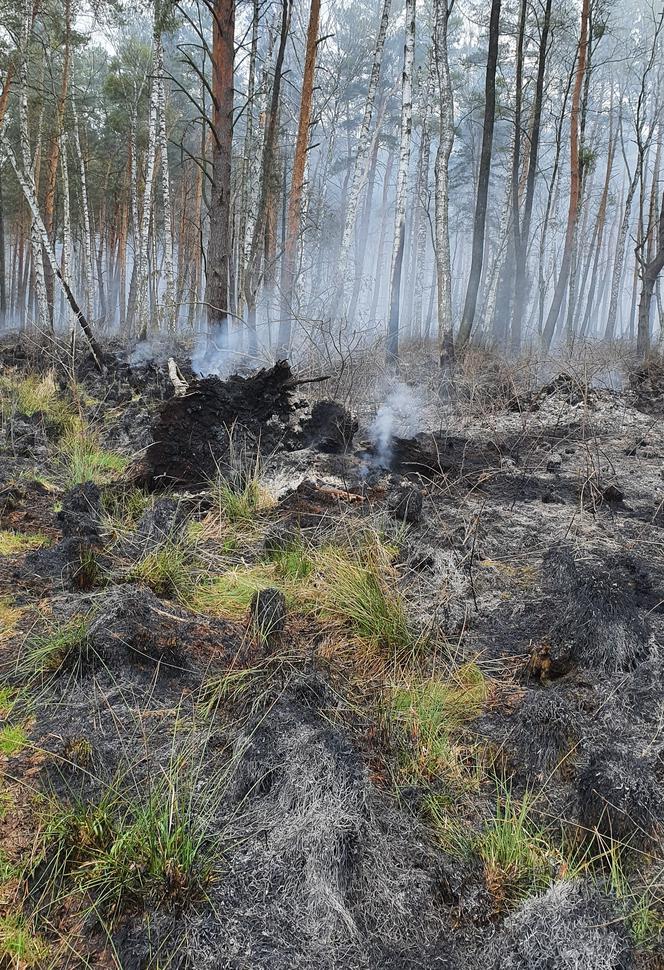 Podkarpacie: W powiecie stalowowolskim spłonęło 50 ha lasu