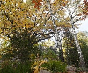 Park Wilsona