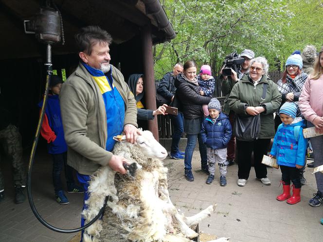 Owce z myślęcińskiego zoo pozbyły się nadmiaru wełny. Zobaczcie, jak wyglądało ich strzyżenie! [ZDJĘCIA]