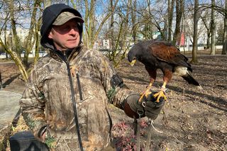 Drapieżnik lata nad „Aleksandrią”. Jastrząb Grażyna płoszy gawrony