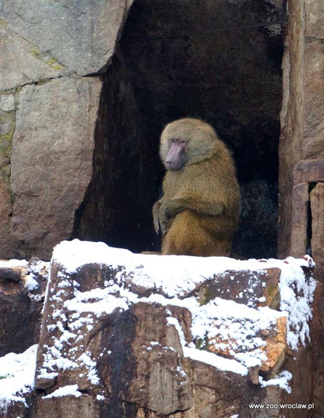 Zwierzęta we wrocławskim zoo zimą