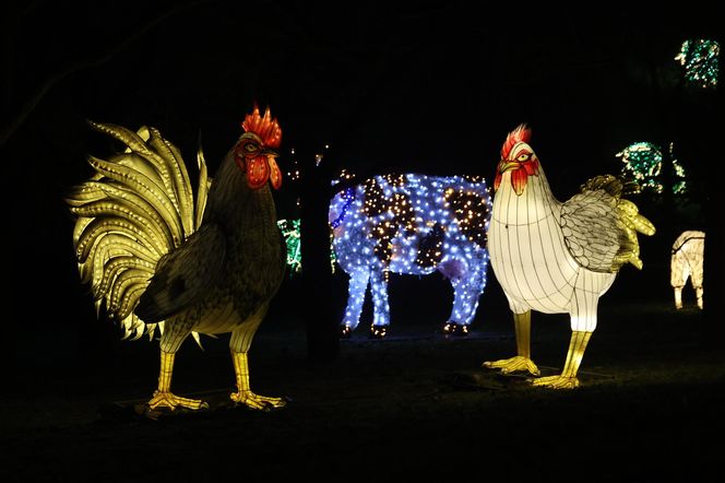  „Laboratorium Światła” w Lumina Parku w Lublinie w sezonie 2024/2025