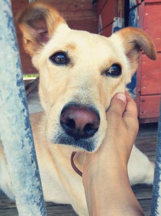 PIES DO ADOPCJI - Bella