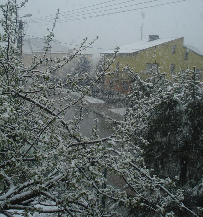 Zima w maju 2011 - zdjęcia Czytelników (Sierakowice na Pomorzu)