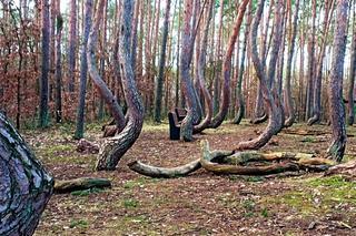 Krzywy Las pod Gryfinem