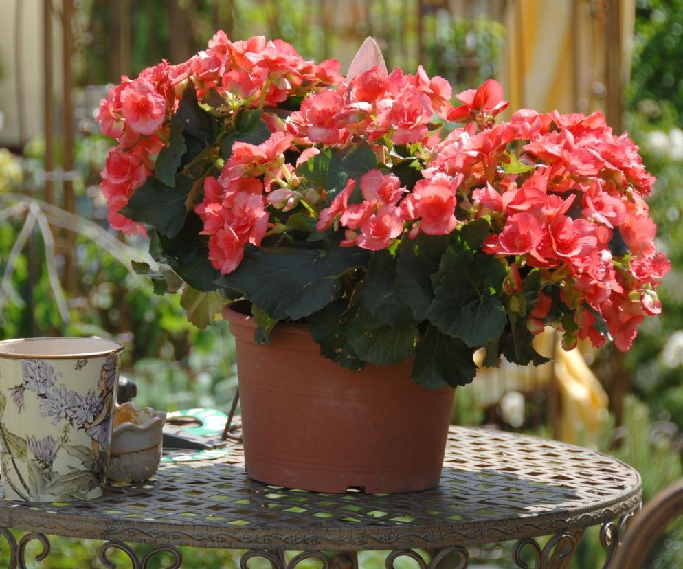 Begonia