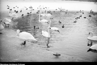 Łazienki Królewskie pod śniegiem.