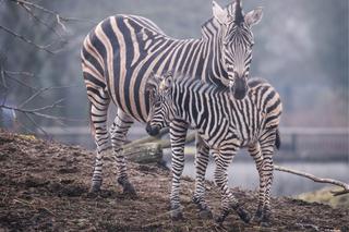 Nowy mieszkaniec zoo we Wrocławiu. To mała zebra Chapmana. Zobacz, jaka jest słodka