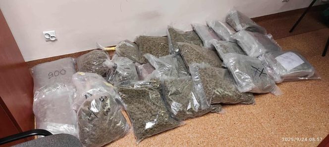 Prawie 40 kilogramów narkotyków i dwie duże plantacje. Dwaj zatrzymani w Starachowicach i gminie Brody