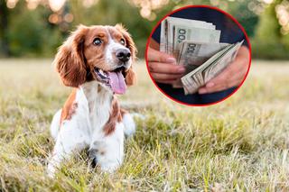 Wyższy podatek od psa 2024. Do kiedy trzeba zapłacić?
