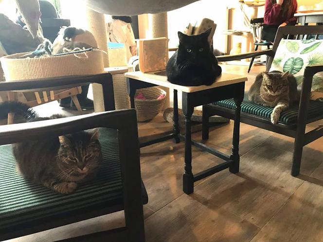 Na dachu, nad wodą czy z kotami? Oto TOP 8 restauracji w niezwykłych miejscach! [GALERIA]