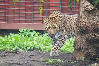 Kicia ze sklejką Nowa mieszkanka zoo w Warszawie. Na wolności żyje tylko 130 osobników