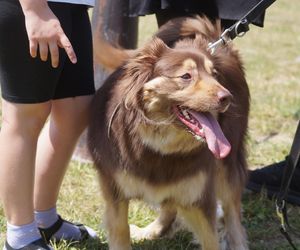 Psia radość i ludzkie serca. Myślęcinek pełen dobrych ludzi i ich czworonogów