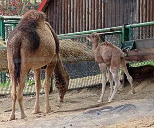 Wielbłąd jednogarbny