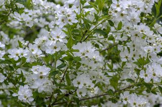 Obiela (Exochorda) - gatunki i odmiany, uprawa, pielęgnacja, zastosowanie