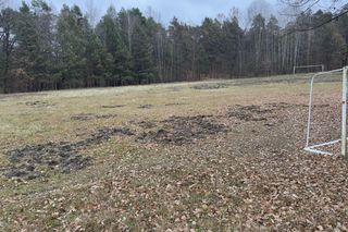 Dziki niszczą działki i miejsca publiczne w Suchedniowie