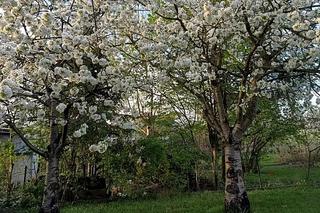 Działka rekreacyjne ROD na sprzedaż w woj. śląskim
